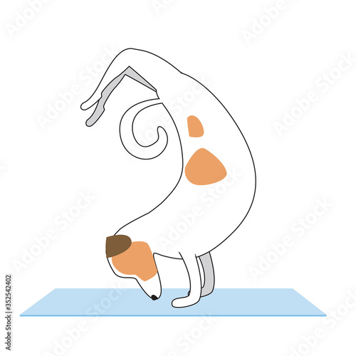 Jack Russell Terrier doing yoga on a mat isolated on white background for design, flat or outline vector stock illustration with character and asanas Vrishchikasana