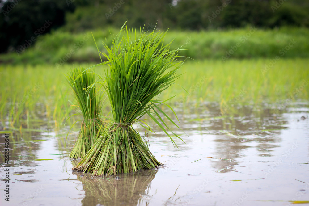 Fototapeta premium Green rice being planted.