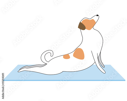 Jack Russell Terrier doing yoga on a mat isolated on white background for design, flat or outline vector stock illustration with character and asanas Cobra Pose