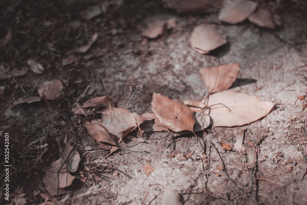 leaf on the ground leaf on the ground