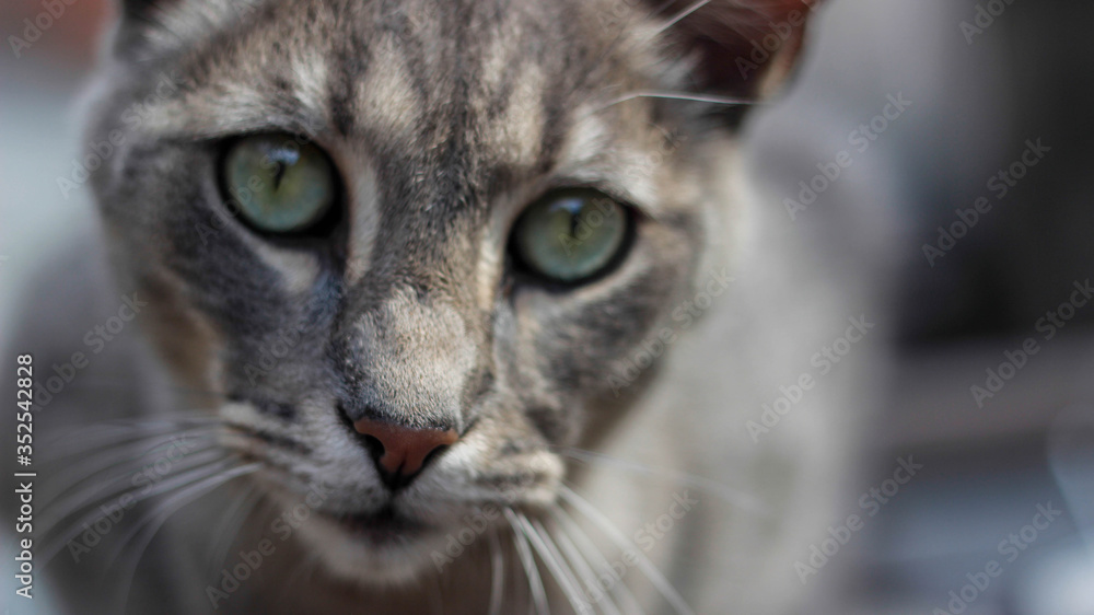 Cat With Green Eyes