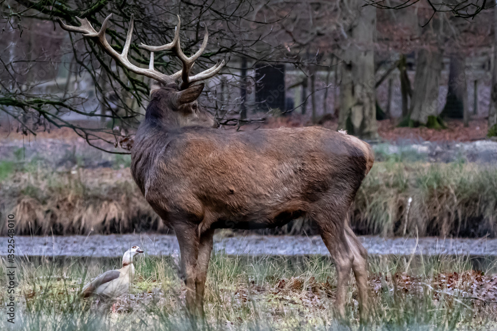 Fototapeta premium a red buck deer and a goose