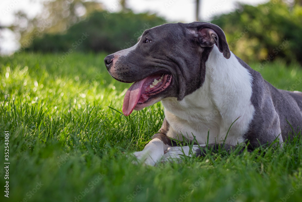 American Bully dog lying in the grass American Bully dog lying in the grass