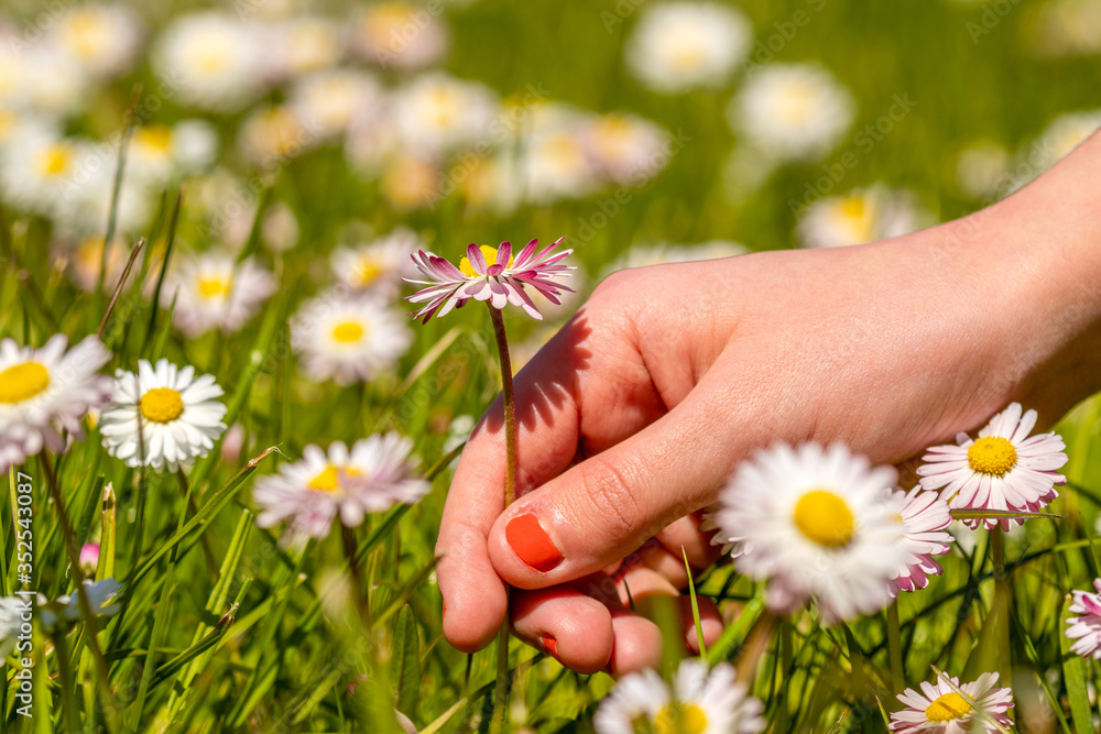 Girl picking up flowers on a meadow Girl picking up flowers on a meadow