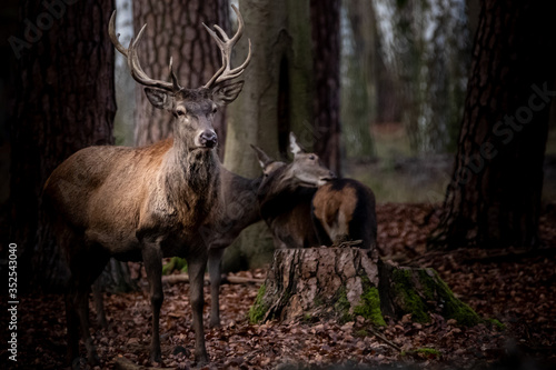 a buck deer and two does © Ralph Lear