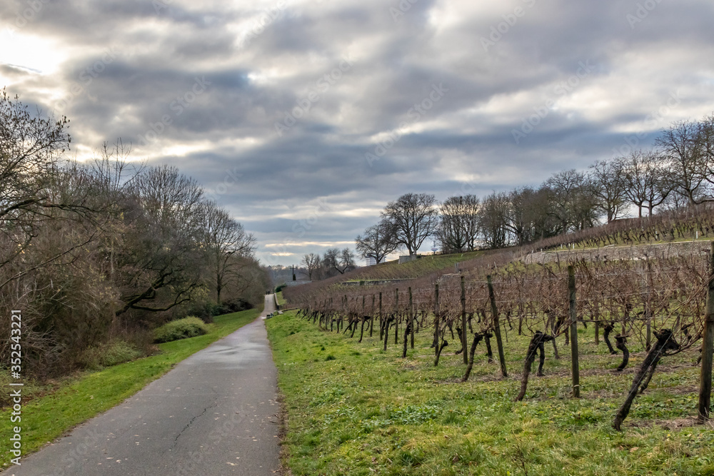 a couple walking along grape orchards