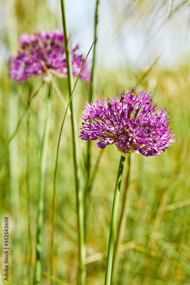 gros plan fleurs d'oignon allium de couleur mauve violette dans un jardin au printemps avec du soleil gros plan fleurs d'oignon allium de couleur mauve violette dans un jardin au printemps avec du soleil