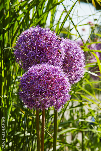 gros plan fleurs d oignon allium de couleur mauve violette dans un jardin au printemps avec du soleil 