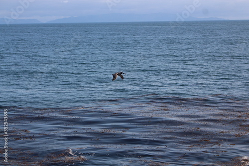 pelican over the sea