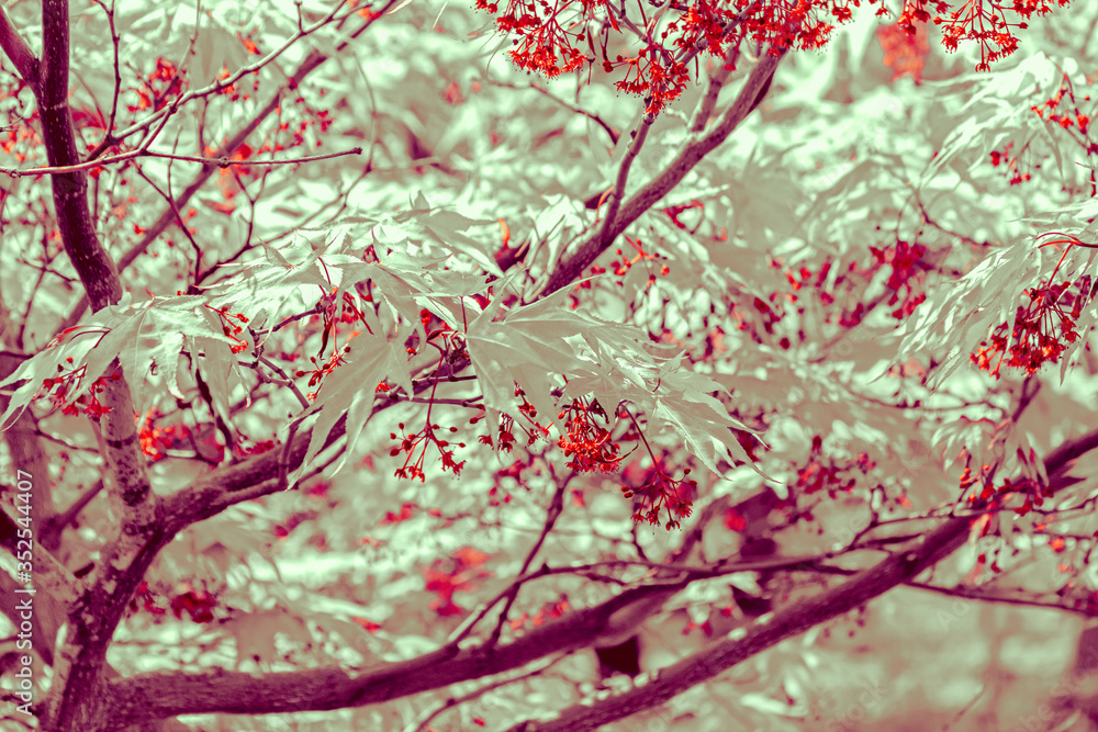 Close up of a Japanese tree