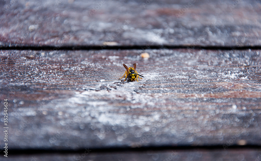 Wasp on a table covered with powdered sugar Wasp on a table covered with powdered sugar