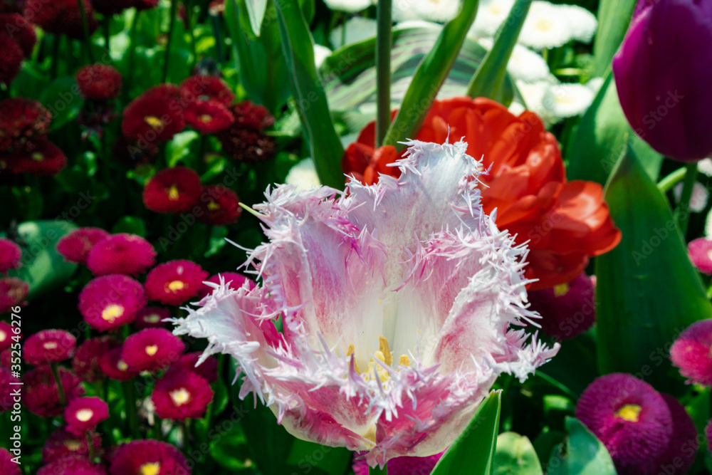 Fototapeta premium White and pink Tulip Cummins
