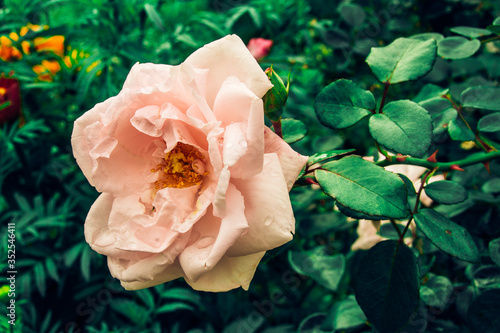Beautiful peach color flower in the garden