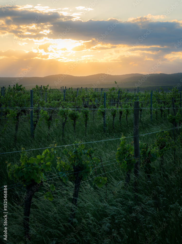 Naklejka premium Sunset on a vineyard in Burgenland