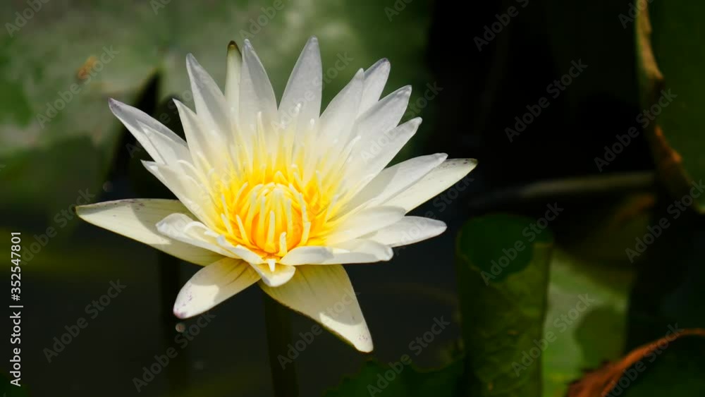 Beautiful lotus flower full bloom in lake Beautiful lotus flower full bloom in lake