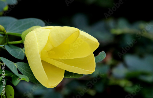Yellow flower © Jacqueline