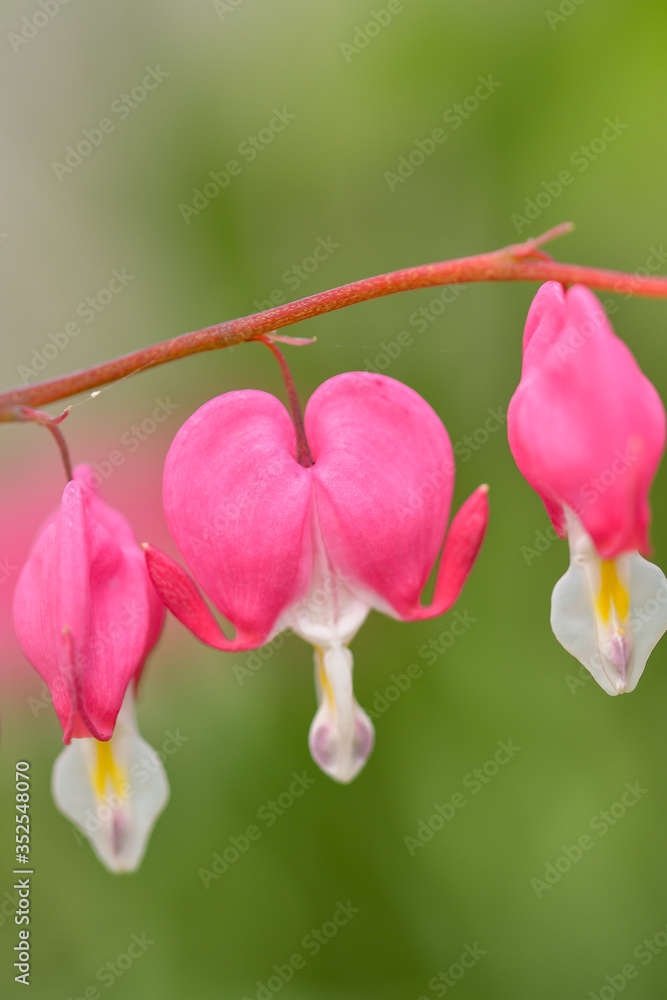 Red bleeding heart flowers bloom in the spring perennial garden. Red bleeding heart flowers bloom in the spring perennial garden.