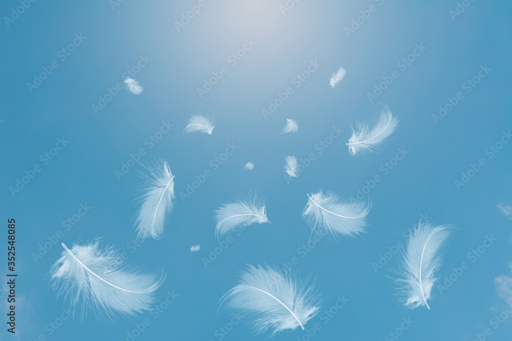 Fototapeta premium White feathers floating in the sky with sunlight