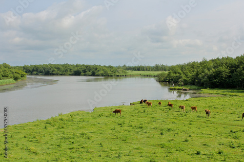 Cows on green, grass beach. View of Kolkheti National Park. Summer, green landscape Georgia country. photo