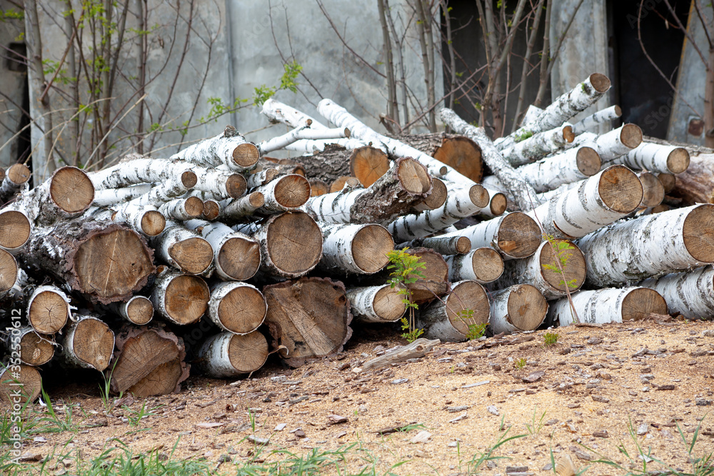 Felled trees. Trunks of pines. Logs. Woodpile. Logs at a sawmill. Felled trees. Trunks of pines. Logs. Woodpile. Logs at a sawmill.
