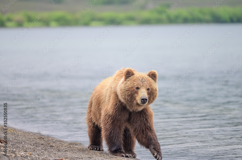 Ruling the landscape, brown bears of Kamchatka (Ursus arctos beringianus) Ruling the landscape, brown bears of Kamchatka (Ursus arctos beringianus)