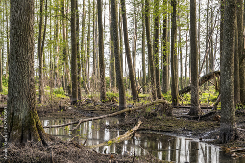 tall trees forest in water of swamp