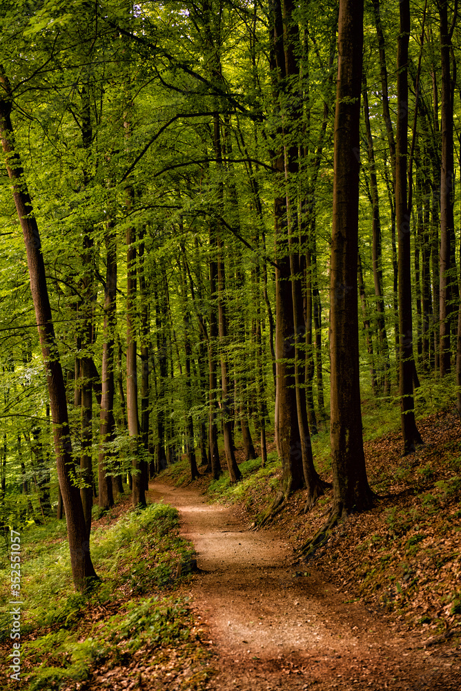 Forest walk road Pedestrian path leading to beautiful spring landscape, Banja Vrucica, Teslich , Teslic Forest walk road Pedestrian path leading to beautiful spring landscape, Banja Vrucica, Teslich , Teslic