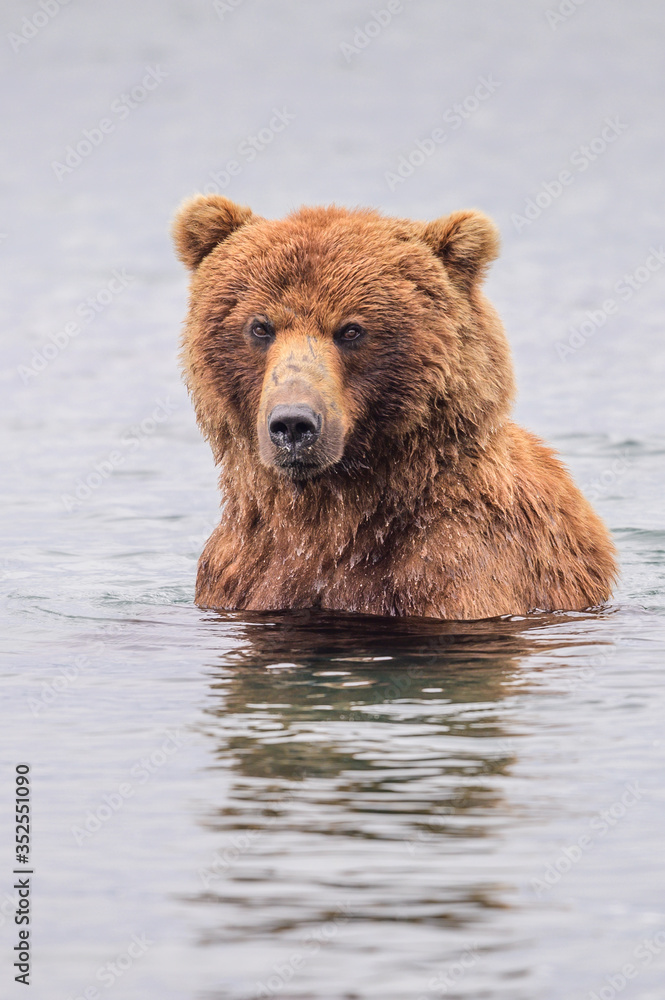 Ruling the landscape, brown bears of Kamchatka (Ursus arctos beringianus) Ruling the landscape, brown bears of Kamchatka (Ursus arctos beringianus)