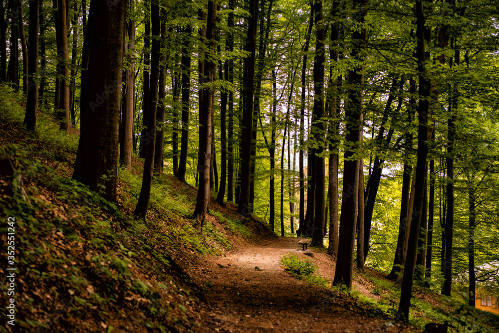 Forest walk road Pedestrian path leading to beautiful spring landscape, Banja Vrucica, Teslich , Teslic