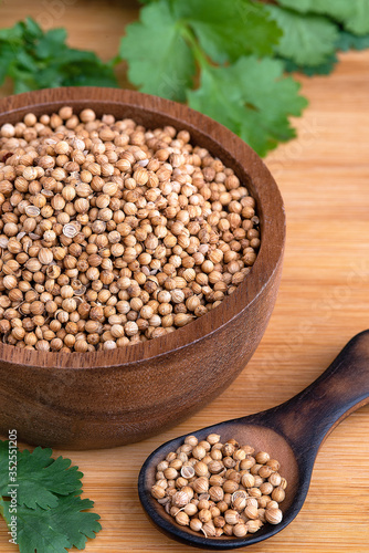 Coriander seeds, fresh coriander.Coriander seeds and leaves on a wooden background