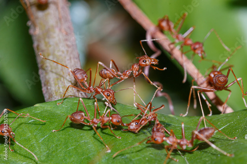 The Red Ant team is on the way. Help friends On the green leaves © chaphot