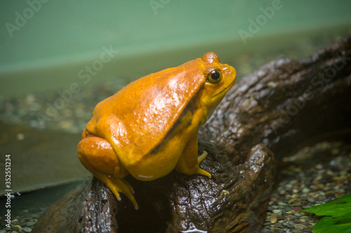 A Tomato frog (Dyscophus antongilii) stands on wood,  which is a species of frog in the family Microhylidae.
Females are much larger than males. photo