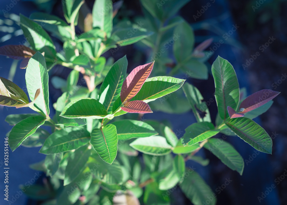 Young red-purple guava leaves on small plant growing in pot at homegrown garden near Dallas, Texas, USA Young red-purple guava leaves on small plant growing in pot at homegrown garden near Dallas, Texas, USA