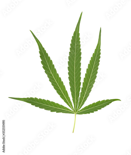 Marijuana leaf isolated on white background