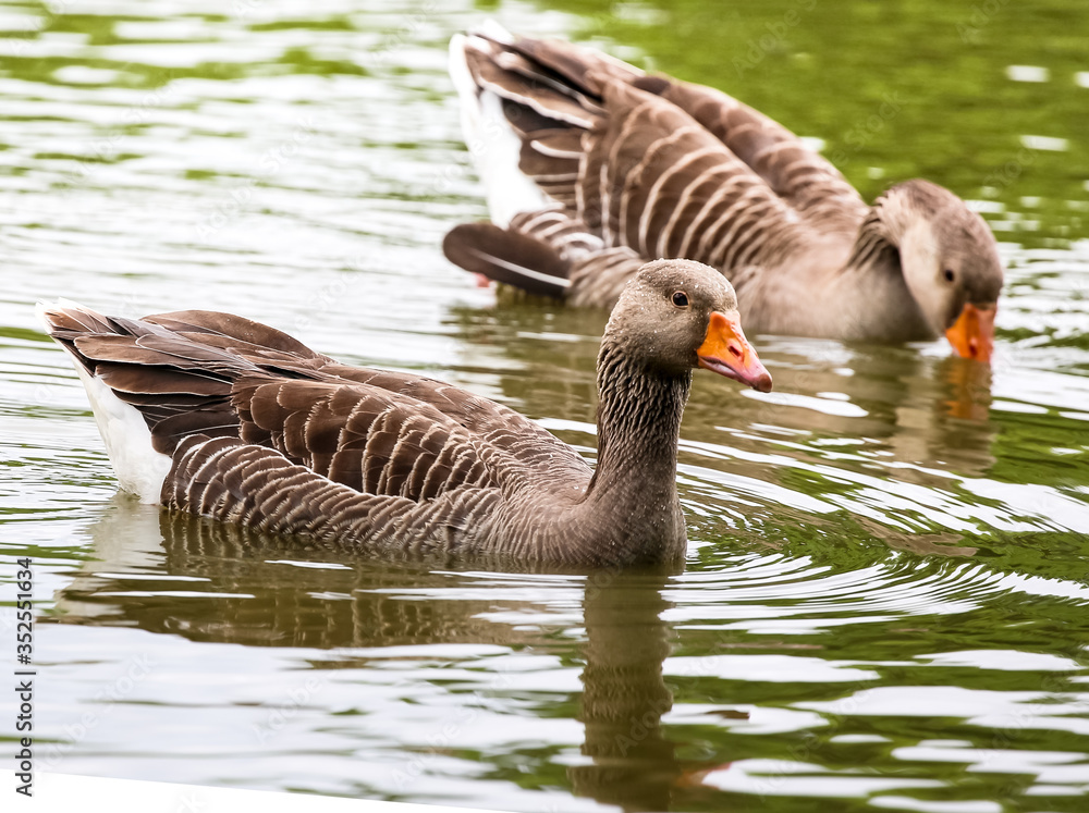 A Pair Of Greylag Geese Enjoying A Swim. A Pair Of Greylag Geese Enjoying A Swim.