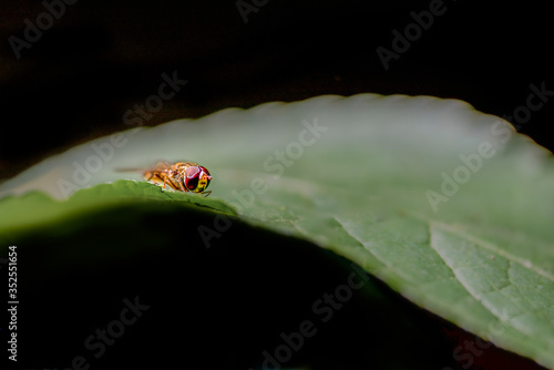 Hoverfly on leaf. One Episyrphus balteatus (marmalade hoverfly) in Lausanne, Switzerland.