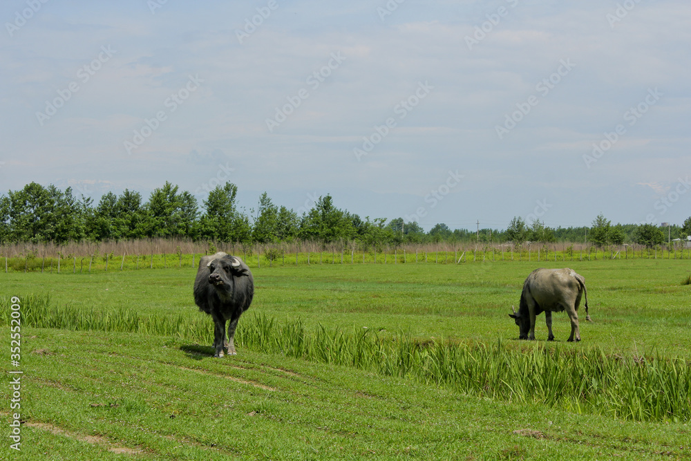 Black bulls in the fields. Caucasus. Bulls in Mingrelia region, Georgia country. Black bulls in the fields. Caucasus. Bulls in Mingrelia region, Georgia country.