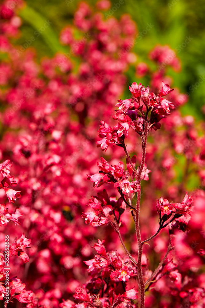gros plan fleurs d'heuchère sanguine  heuchera sanguinea dans un jardin au printemps avec du soleil 