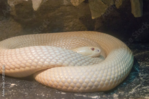 An albino King cobra (Ophiophagus hannah) coiled up.
is a venomous snake species in the family Elapidae, endemic to forests from India through Southeast Asia. 