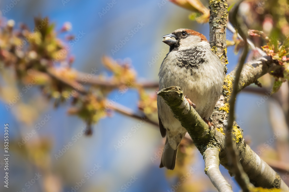 Obraz premium Portrait of male House sparrow with food in beak perched in germany