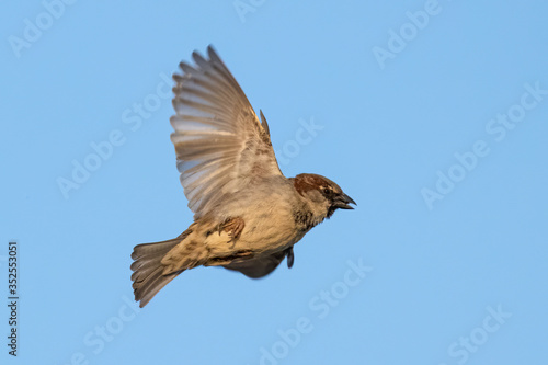 Portrait of male House sparrow flying over blue sky in germany