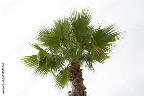 Palm tree white sky background. Isolated