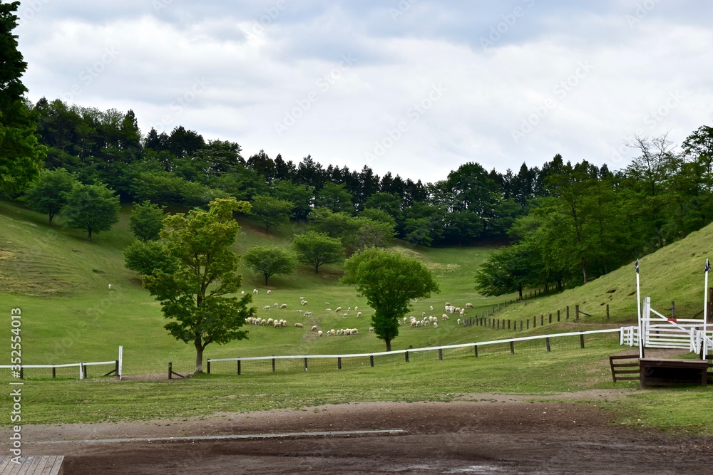 The view of Japanese farm.
Grass and sheep.