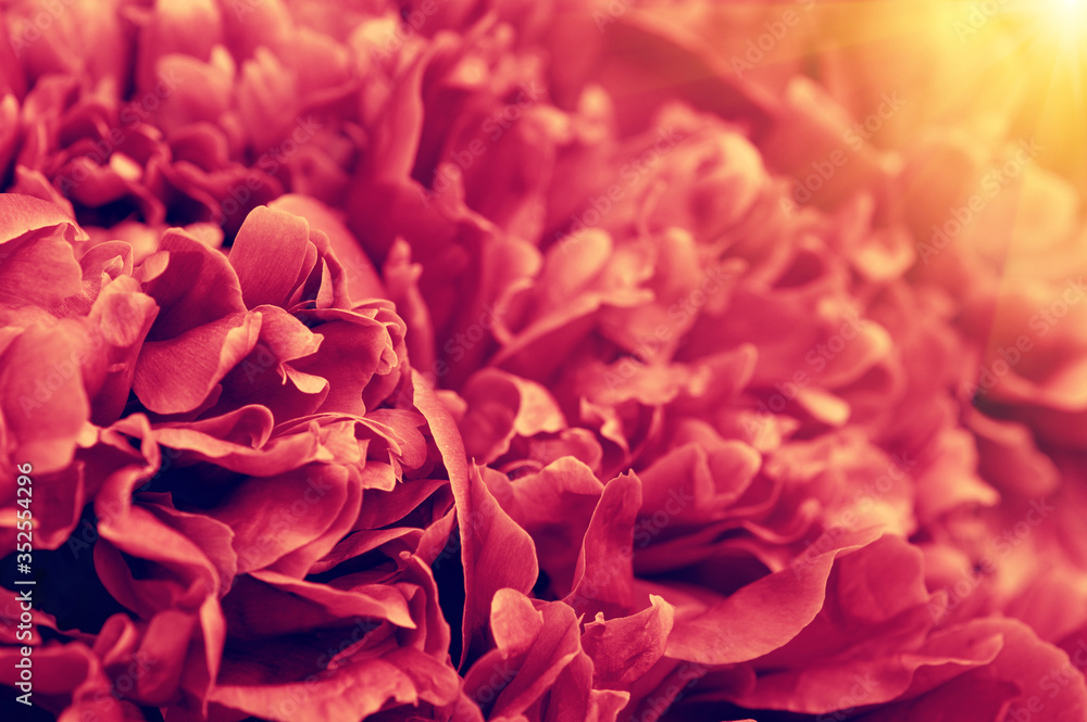 Flower and beautiful petals. Flower and beautiful petals.