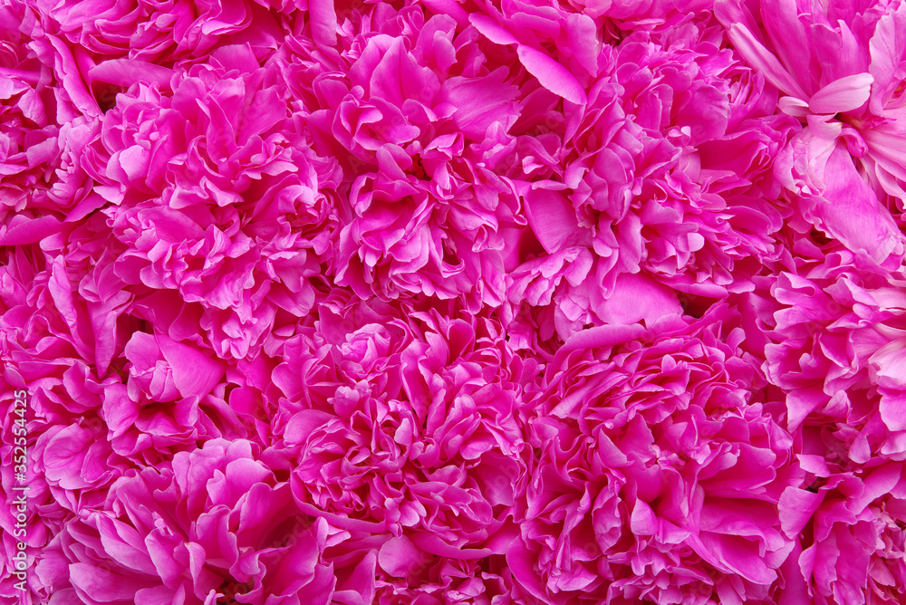 beautiful pink peony flower beautiful pink peony flower
