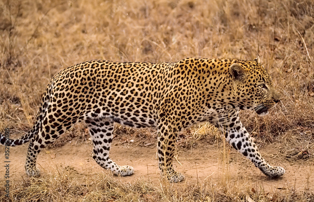 African leopard in South African game reserve African leopard in South African game reserve