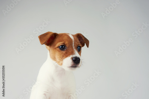 Jack Russel terrier puppy dog on the gray background © Lazy_Bear