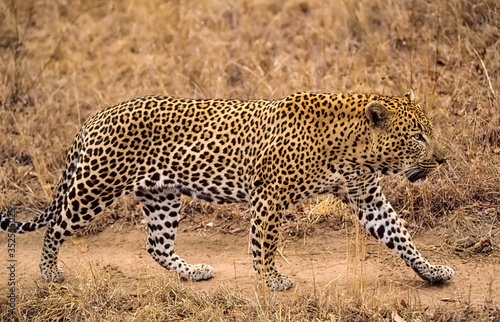 African leopard in South African game reserve