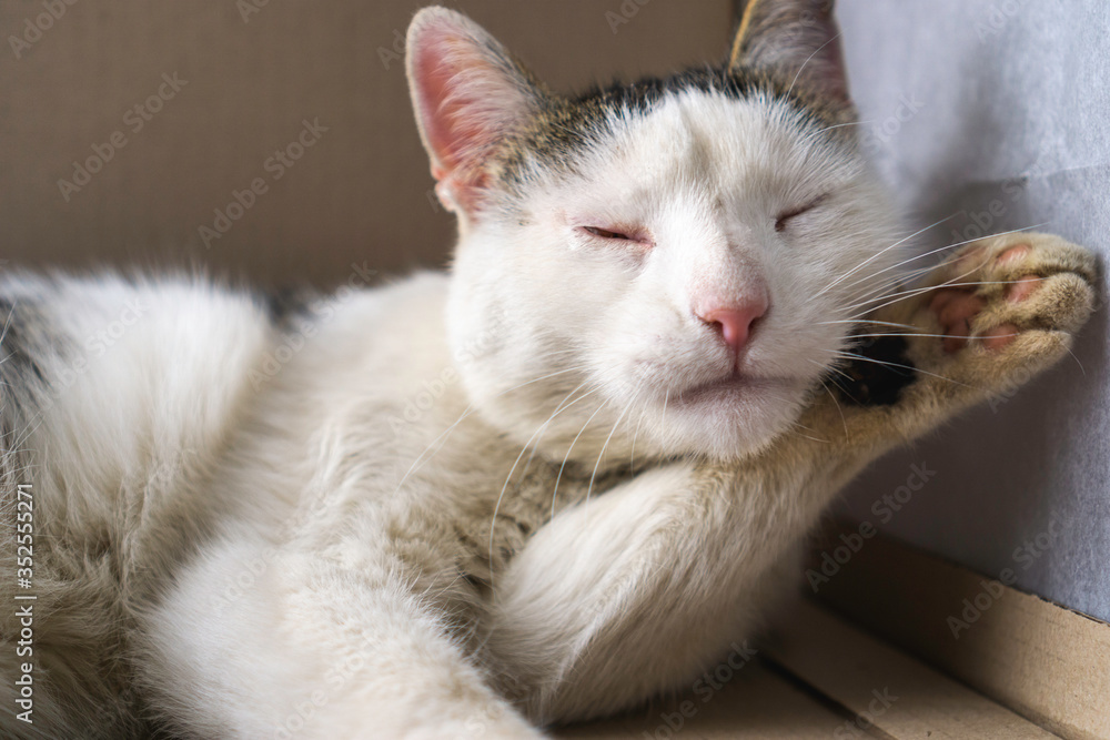 Cute cat is washing itself with tongue in box. closeup horizontal portrait
