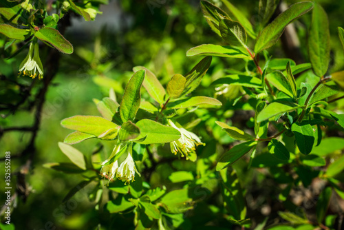 Blooming honeysuckle branch with new green leaves. Selective focus. Shallow depth of field.